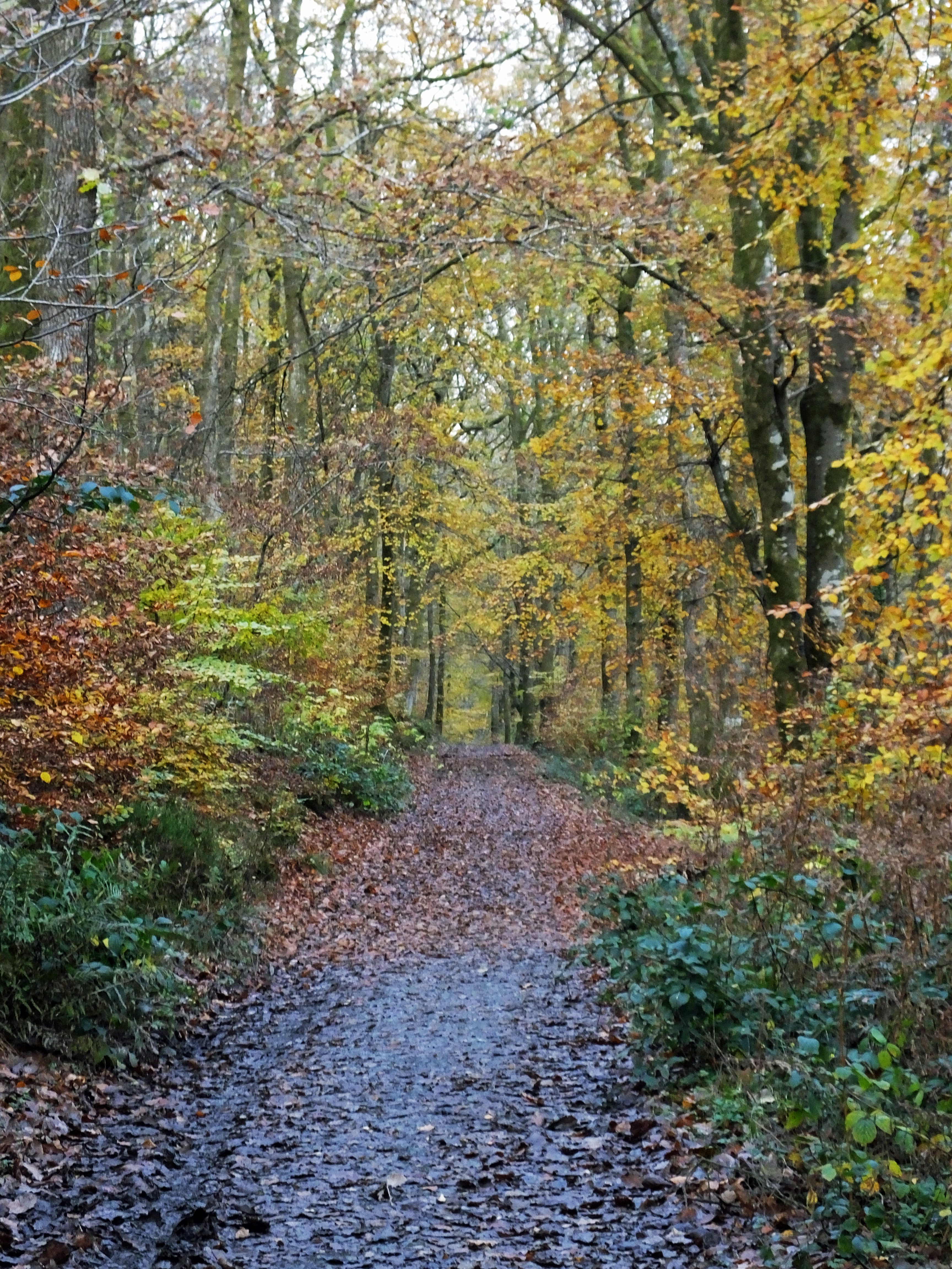 A WALK IN THE WOOD Bill Bagley Photography